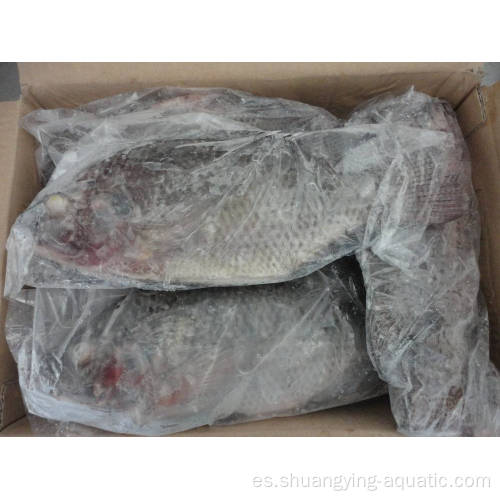 Pez tilapia congelado entera redonda 500-800 g expulsado